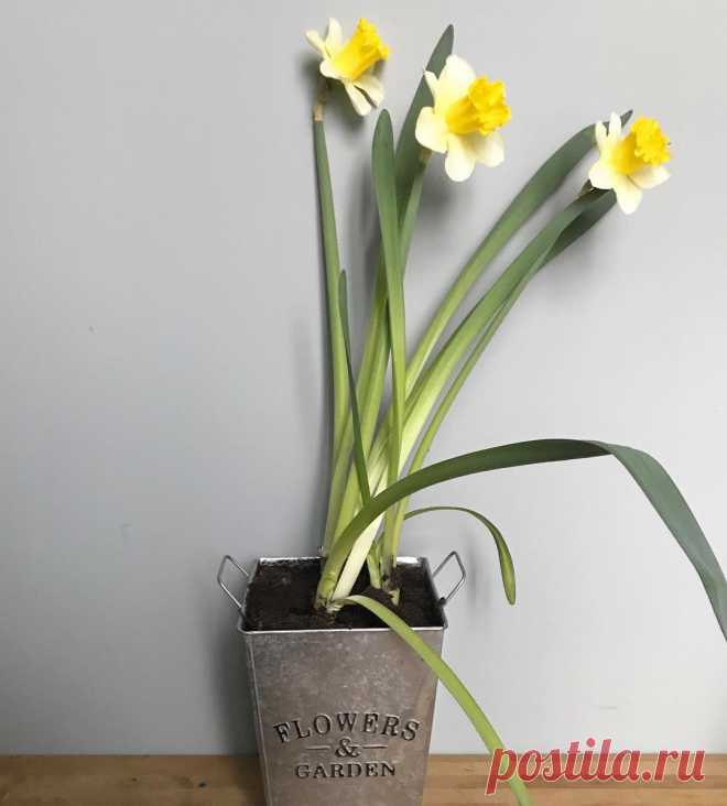 Больше, чем цветы 🖤 в Instagram: «Возвращаюсь к обычным любимым размеренным делам после 1,5 недели #8марта 😁  17 марта я проведу эфир вместе с @craftdecor.ru о живых цветах…» 37 отметок «Нравится», 2 комментариев — Больше, чем цветы 🖤 (@morethanflowers_msk) в Instagram: «Возвращаюсь к обычным любимым размеренным делам после 1,5 недели #8марта 😁  17 марта я проведу эфир…»