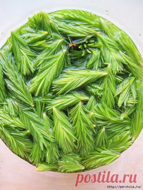 Лекарство из хвои.