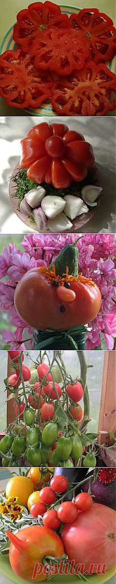 Home&garden Сайт о растениях.
