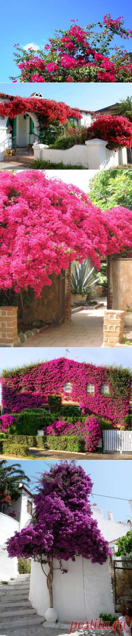 БУГЕНВИЛЛЕЯ. КРАСОТА! | Самоцветик