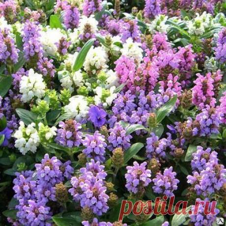 Черноголовка (прунелла) - многолетняя неприхотливая красавица