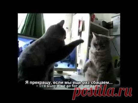Коты играют в ладушки (Субтитры)