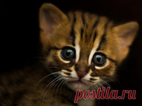 Дикие кошки, которых так и хочется забрать себе домой! | Ололо - смешные картинки и веселые истории