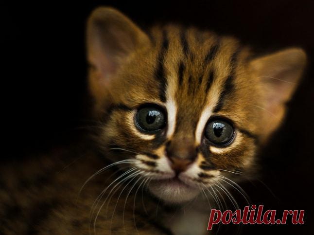 Дикие кошки, которых так и хочется забрать себе домой! | Ололо - смешные картинки и веселые истории
