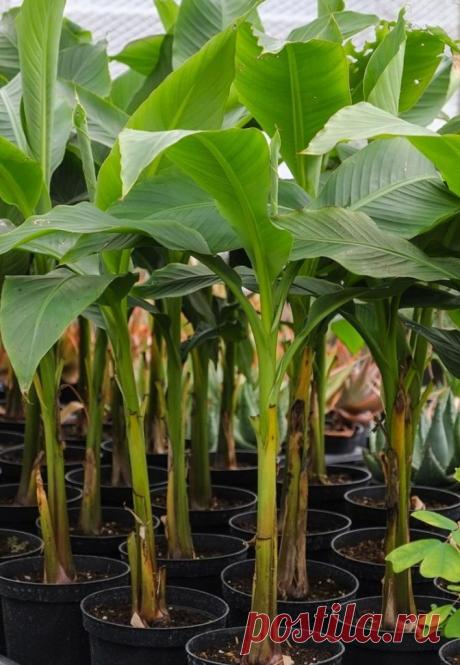 How to Grow Banana Plants Indoors and Outdoor - GoWritter