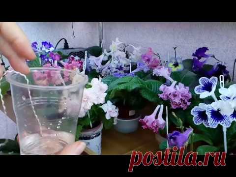 Стрепсы мои на фитильном  поливе