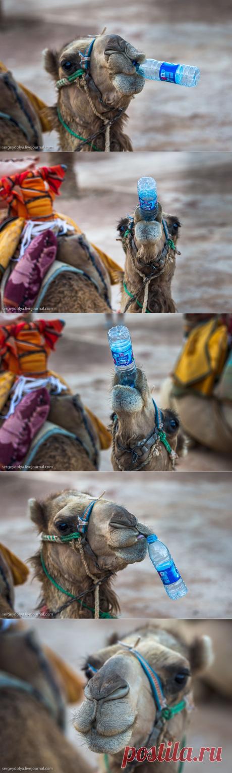 Как верблюды пьют воду