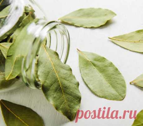 Хотите похудеть быстро? Попробуйте лавровый лист для похудения