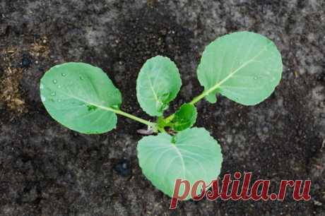 Безрассадный метод выращивания капусты – для тех, у кого мало места и времени