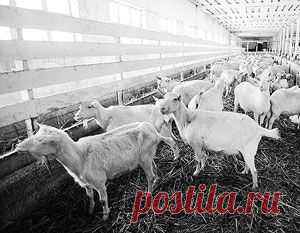 Бесплатным гектаром на Дальнем Востоке сыт не будешь