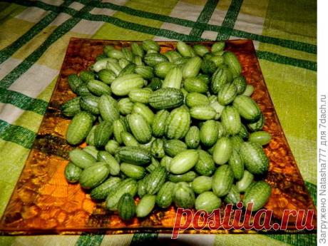 Мелотрия шершавая. Она же - африканский огурец