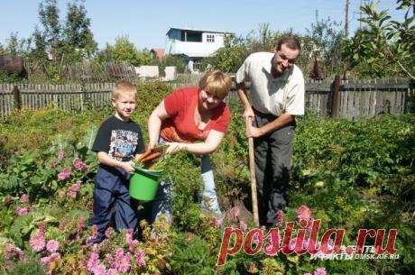 Враги урожая. Как бороться с самыми злостными огородными вредителями