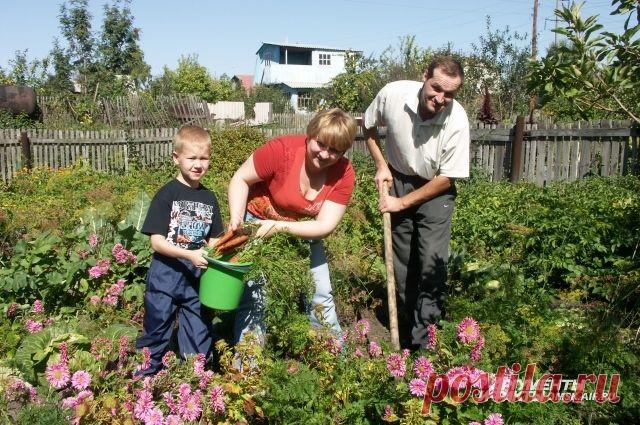 Враги урожая. Как бороться с самыми злостными огородными вредителями