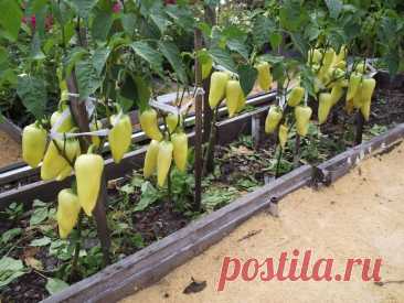 14 полезных советов огороднику Совет №1Между грядками картофеля посадите что-нибудь из семейства бобовых (горох, бобы). Продукты жизнедеятельности бактерий на корнях этих растений будут являться для картофеля азотистым удобрением натурального происхождения!Совет №2Чтобы урожай свёклы был богатым, нужно выложить под...