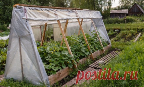 Обзор парников для огурцов