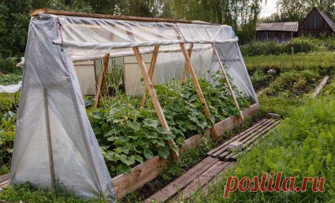 Обзор парников для огурцов
