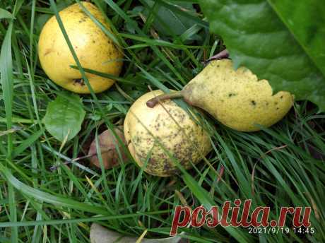 ОБРАБОТКА ОСЕНЬЮ ПЛОДОВОГО САДА и РОЗАРИЯ🍎🍐🌹 | Цветочная Рапсодия | Яндекс Дзен