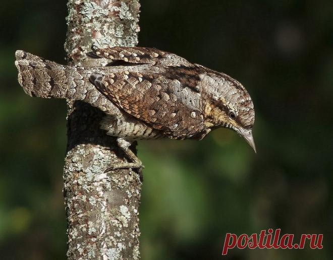 мимикрия - yura-lyapustin - ЛенсАрт.ру