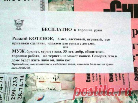 Котообъявления | Позитив в картинках и не только