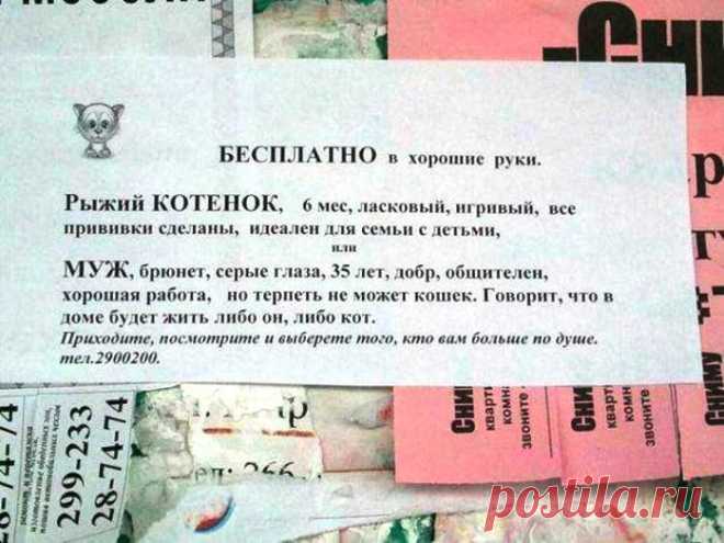 Котообъявления | Позитив в картинках и не только