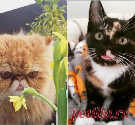 18 фотографий милых домашних котов, которые вызывают безграничное умиление