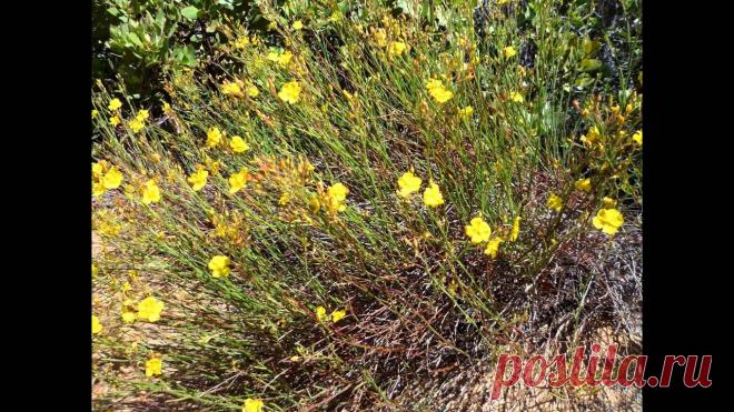 Как посадить солнцецвет правила ухода фото — дом и быт Всё про чистку вещей, дома и офиса. Как почистить квартиру, машину, золото, серебро, дом, мех, зеркало и многое другое...