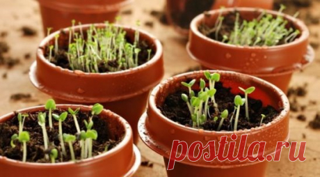 5 однолетних цветов, которые можно и нужно посадить на рассаду в феврале
 Петуния
Если вы хотите увидеть цветущие граммофончики уже в июне месяце, посев рассады цветов нужно делать еще зимой. Семена у петунии очень мелкие, поэтому сажать ее следует только поверхностно, увлажнить из распылителя и накрыть пленкой или стеклом. До высадки в открытый грунт необходимо сделать одну, а лучше две пересадки. Последнюю лучше – в отдельные стаканчики.
 Лобелия
Знакомьтесь – изящная красавица с мелкими
