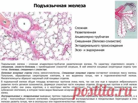 Писи крупн план