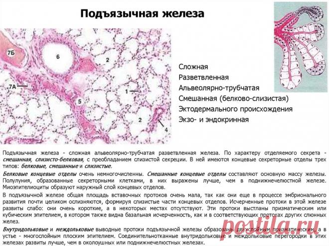 Писи крупн план