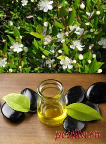 Эфирное масло бей