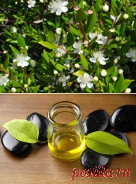 Эфирное масло бей