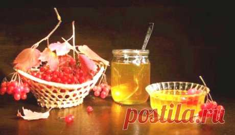 Ягода калина: полезные, лечебные свойства и рецепты применения