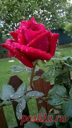 ϐἔᾄὗҭἷғὗł ღڪےღڰۣ✿