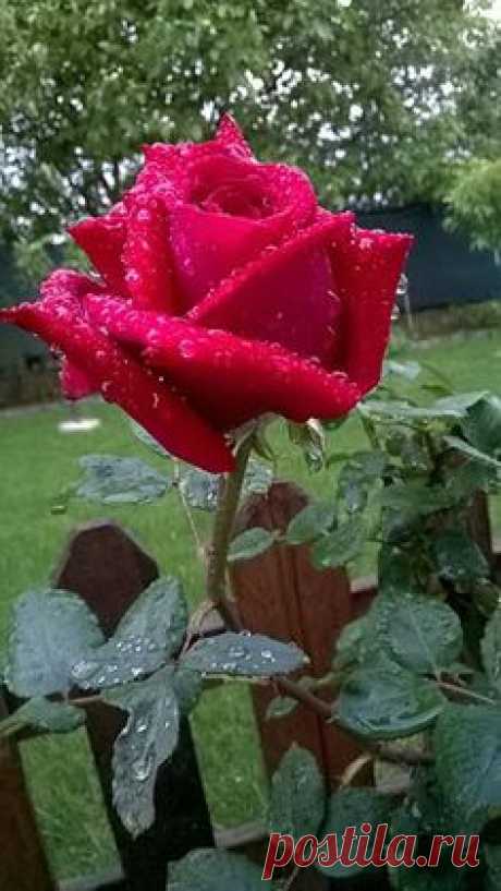 ϐἔᾄὗҭἷғὗł ღڪےღڰۣ✿