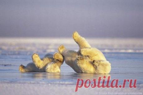 Белые медведи катаются на спине по льду в Арктическом национальном заповеднике, Аляска.
