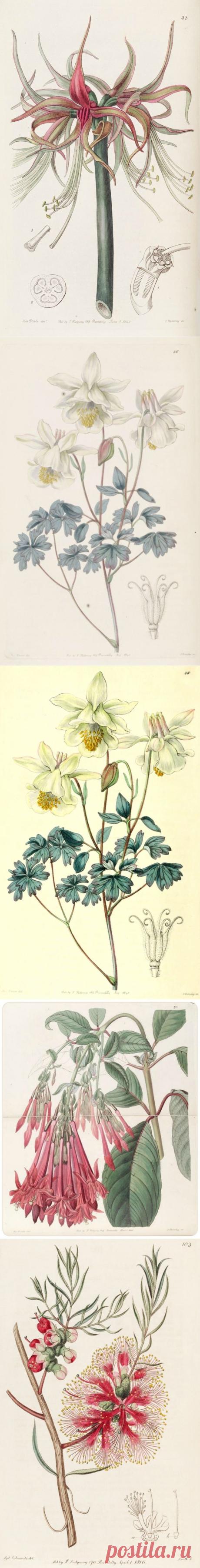 Vintage drawing of columbine - для декупажа и творчества (39шт)