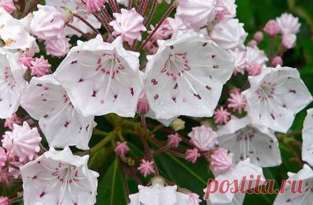 5 секретов хорошего урожая моркови | Огород без хлопот