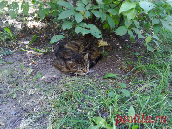 🐱 Кошки каждый день: 18 июля ✨ 

🐈 Вот просыпаюсь и вижу: трава помята, следы нечеткие. Это какая ж собака здесь ходила, траву мяла. Вот же свинья какая. А может и правда, свинья? Ой, да сегодня же 18 июля, международный день морской свиньи. Так, теперь ясно где праздновала. А я всю сплю, ничего не вижу, не слышу. Да, старею, наверно, теряю бдительность...