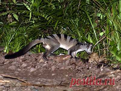 Полосатая циветта — Hemigalus derbyanus