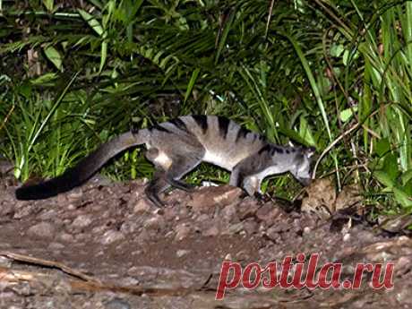 Полосатая циветта — Hemigalus derbyanus