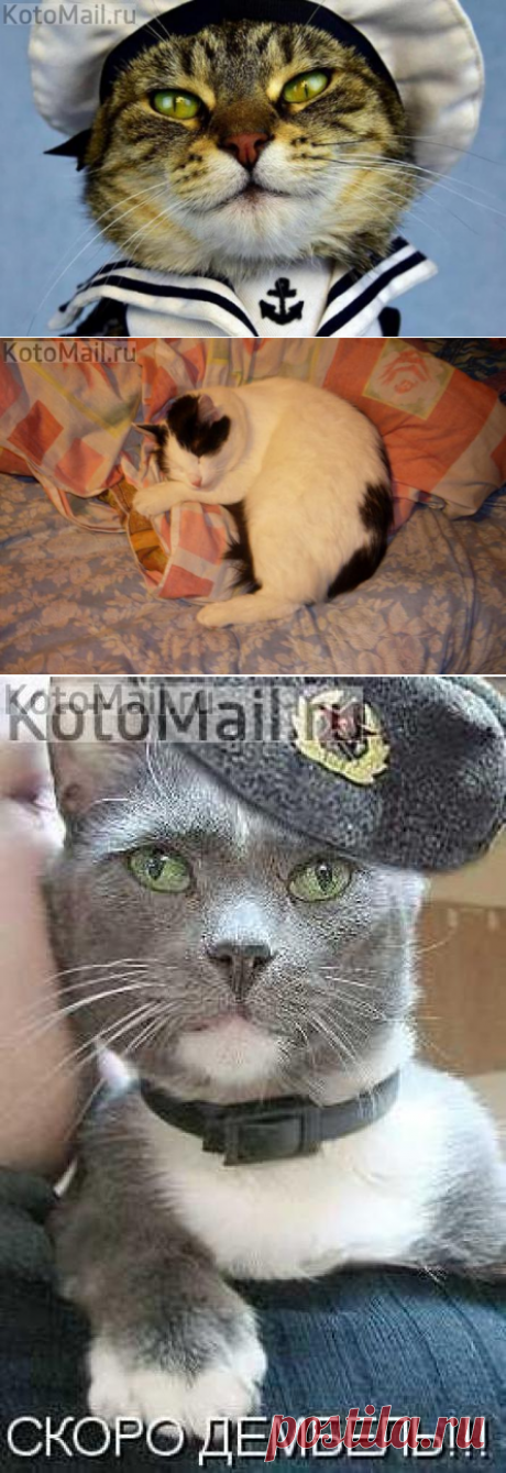 Парадная форма | KotoMail.ru