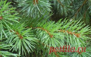 Сосновые иголки в народной медицине.
