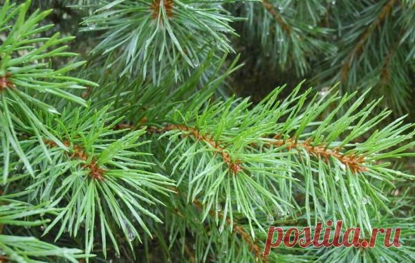 Сосновые иголки в народной медицине.
