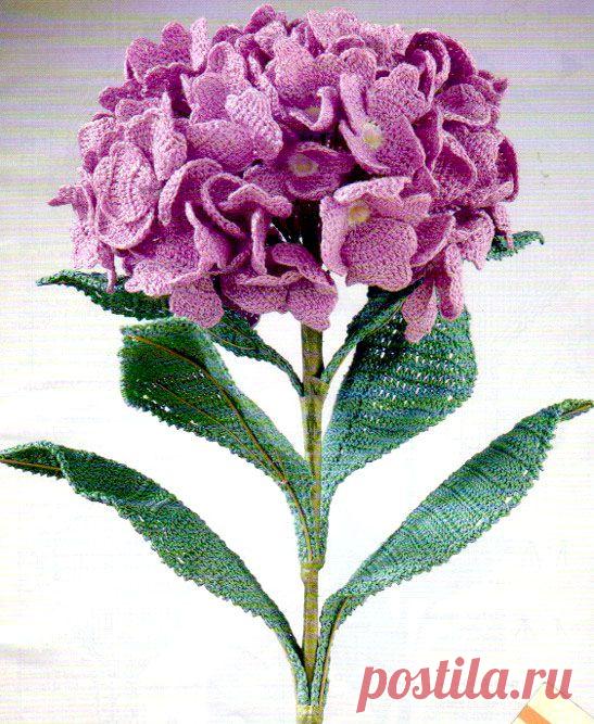 ветка сирени