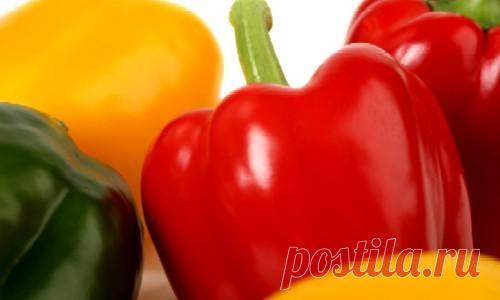 Перец сладкий: выращивание и уход, секреты, рекомендации