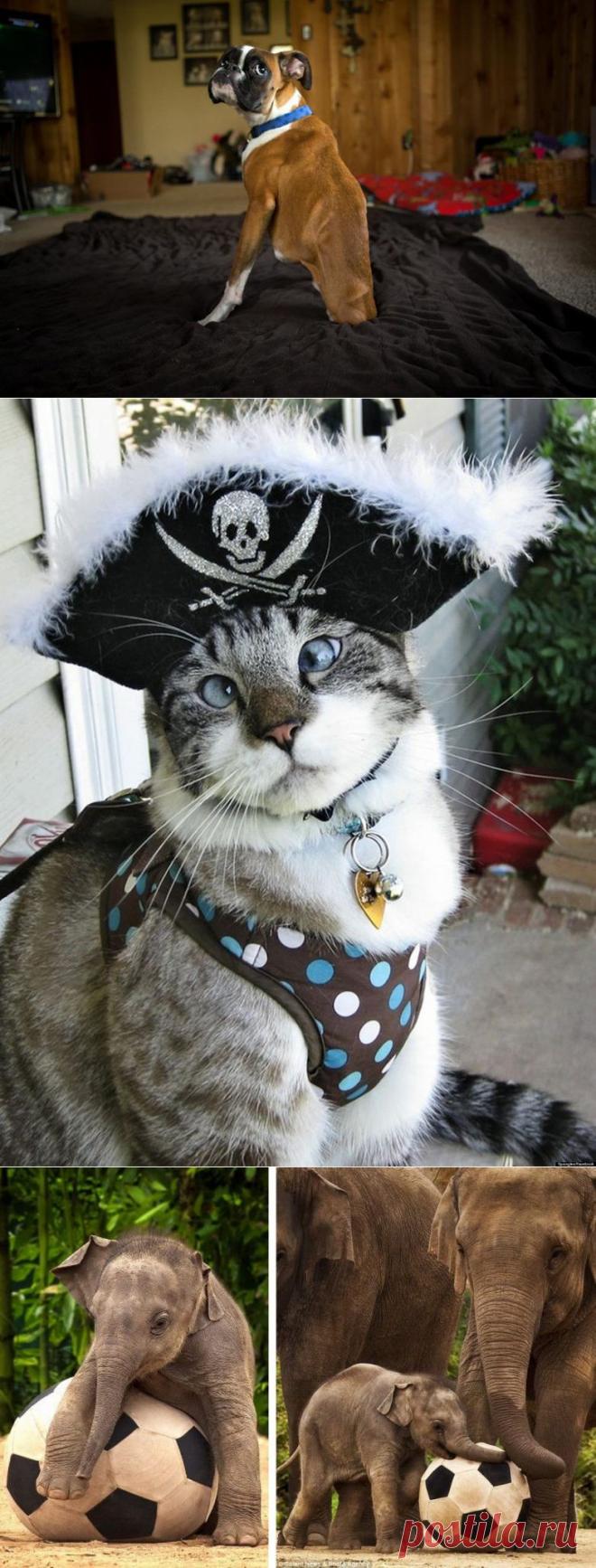 Животные, которые взорвали Интернет / Всё самое лучшее из