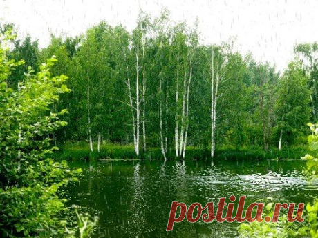 Летний дождь
