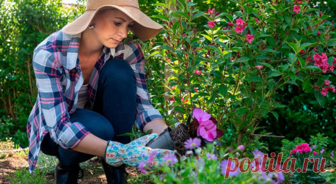 Какие овощи, деревья и кустарники нельзя сажать рядом / Домоседы