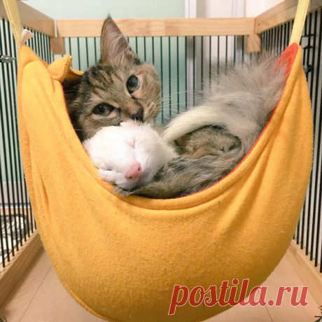 Вот что бывает, когда семья хорьков принимает котенка. Честно, ничего милее в жизни не видел!