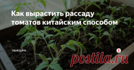 Как вырастить рассаду томатов китайским способом Такой способ в Китае культивируется уже десятки лет, и приносит на 20-25% больше урожая, чем обычные методы. Такая методика, подойдёт для высокорослых томатов, которые на месяц-полтора выйдут раньше обычного, это следует учитывать.
Почему китайский?
Именно там начали формировать кусты необычным методом. Когда рассада подрастает на высоту 10 см, ее обрезают по первый листок оставляя только саму пал